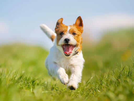En ophidset jack russell terrier, der springer hen mod sin ejer