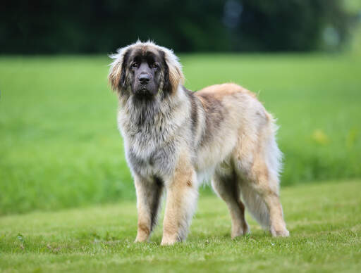 En sund voksen leonberger med en smuk, tyk pels