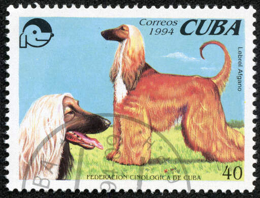 En afghansk jagthund på et cubansk frimærke