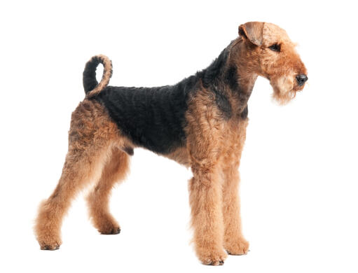 En airedale terrier, der står højt