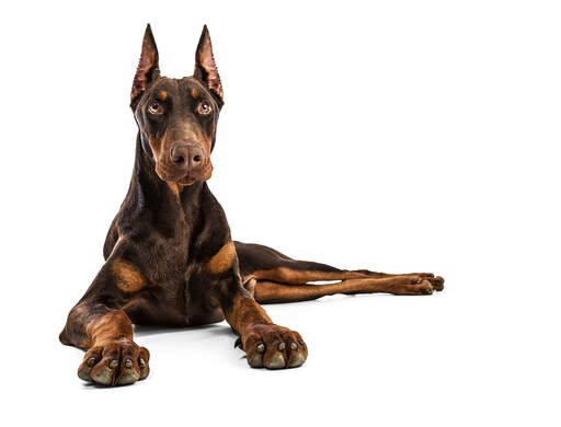 En kraftfuld doberman pinscher, der hviler