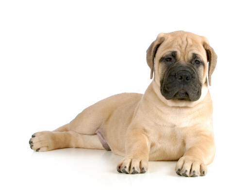 En ung, lys bullmastiff med lys pels, der ligger tilbage