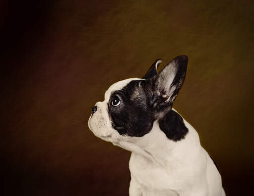 En side på en boston terriers stubbe næse og høje ører