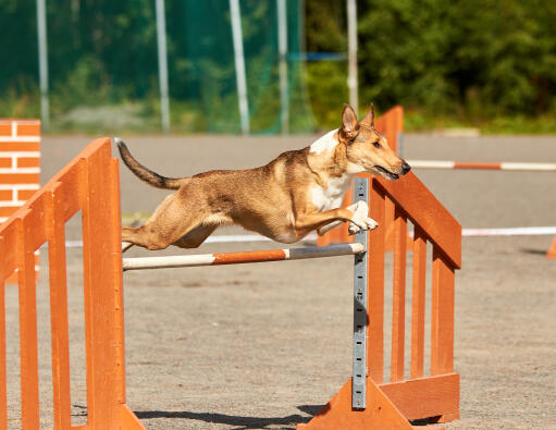 Smooth-collie-agility