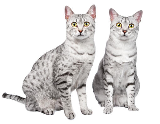 Egyptisk Mau kat Cat