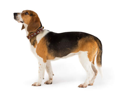 En side på en sund voksen beagle