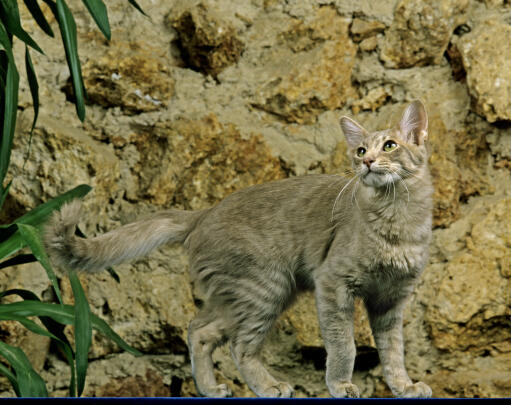Langhåret orientalsk kat mod en stenmur