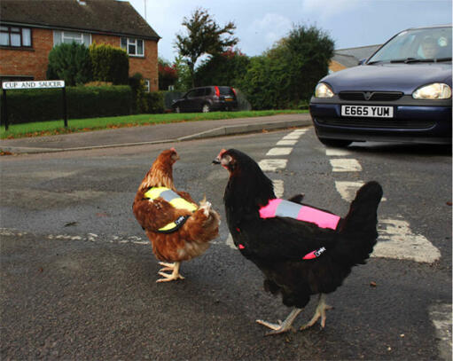 Hold høns sikre på vejen!