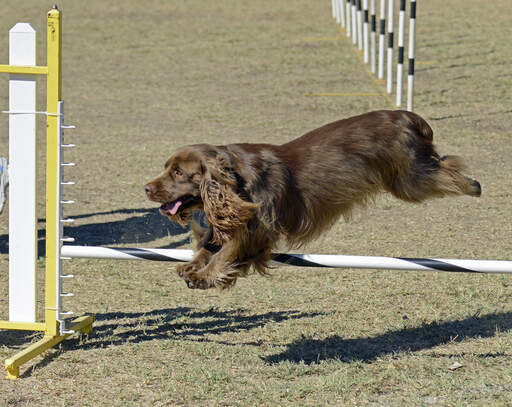 En chokolade sussex spaniel, der har succes med agility