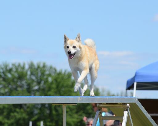 Norwegian-buhund-agility-kursus