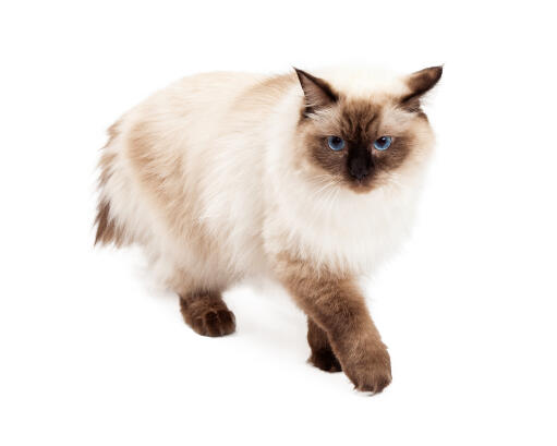 Forbrydelse aflevere Regelmæssigt Ragdoll kat | Cat Breeds