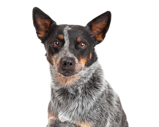 En smart australsk kvæghund med dejlige brune øjne