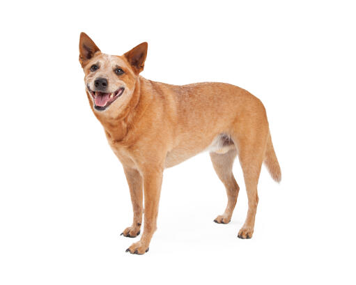 En voksen brun australsk kvæghund med stribet rygpels
