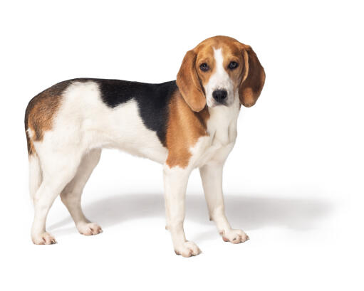En sund, ung beagle, der står oprejst