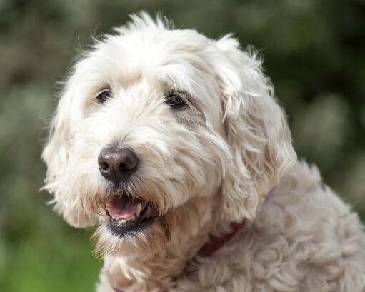 Et nærbillede af en soft coated wheaten terriers dejlige, tykke, hvide pels