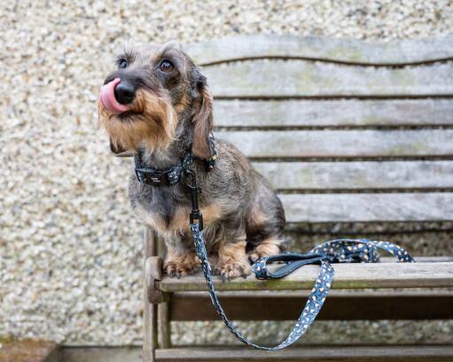 Hund i en bænk med sit leopard design halsbånd og snor