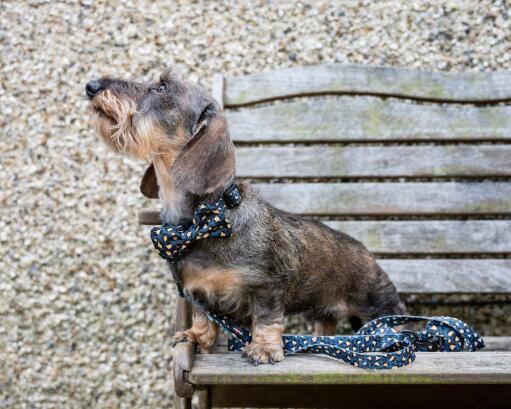 Hund i en bænk med sit leopard design halsbånd og snor