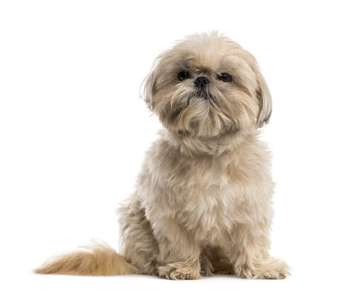 En nysgerrig lille shih tzu, der venter på en kommando