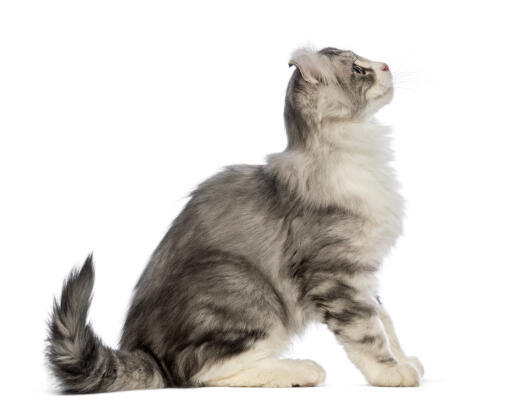 En amerikansk krølle kat med en fantastisk pels