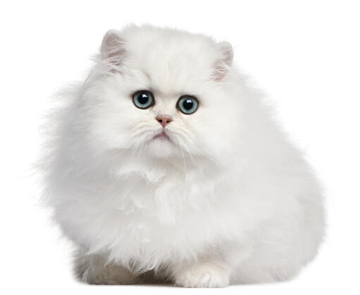 Persisk killing med blå øjne på en hvid baggrund