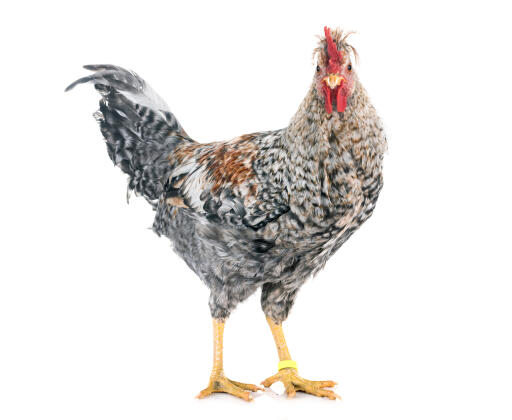Cremefarvet kylling med benbar på hvid baggrund