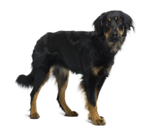 Hovawart hund | Breeds