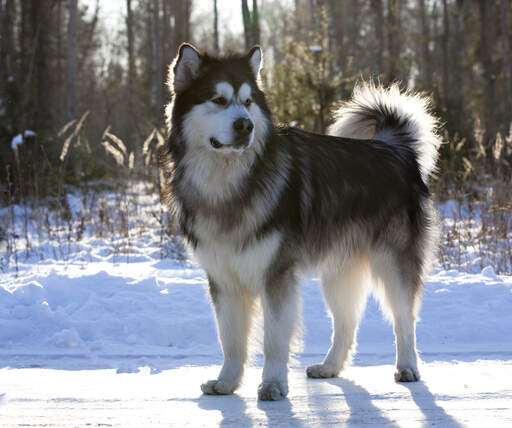 Newfoundland shop malamute mix