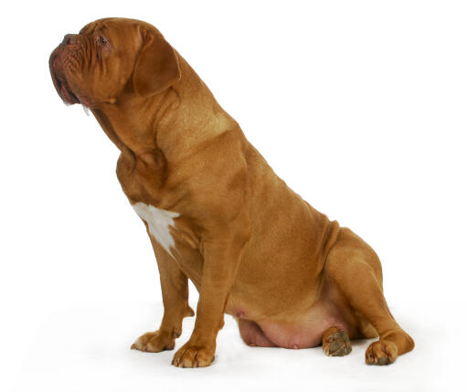 En hun dogue de bordeaux med en dejlig tyk rød pels