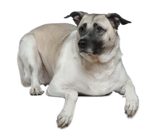En vidunderlig anatolsk hyrdehund, der ligger ned med ørerne spidse