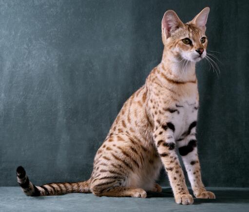 Savannah-katte er meget kongelige katte