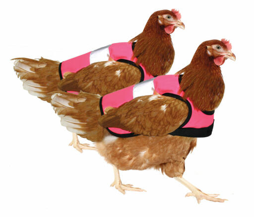 Dobbeltpakke med højvisk pink kyllingejakker