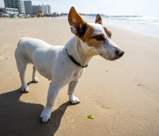 En jack russell terrier slapper af på stranden og viser sine smukke store ører frem
