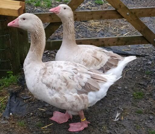 Brecon buff Gostropper