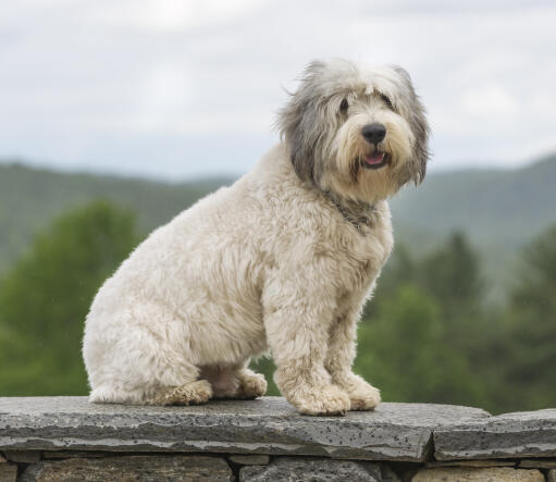 En ung polsk lowland sheepdog med en vidunderlig kort tyk pels