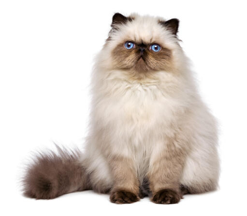 Persisk cameo tofarvet kat siddende på en hvid baggrund