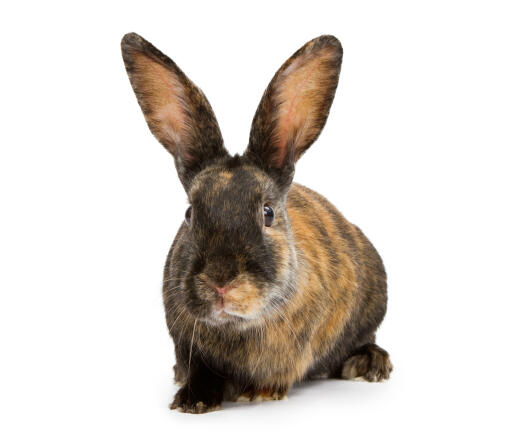 Harlekin kanin på hvid baggrund.
