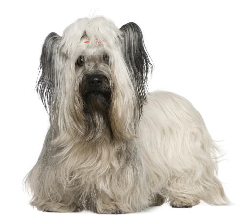 En skye terrier med en smuk blød, hvid pels