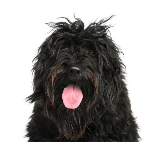 En portugisisk vandhunds loyale ansigt med en uglet hårpragt