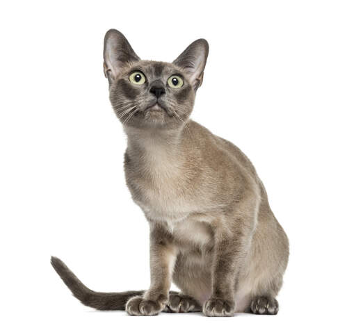 En smuk tokinesisk kat med en skinnende pels