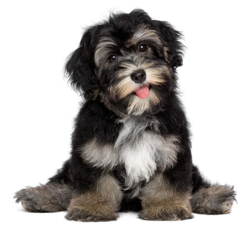 Bichon havanais short hair sales