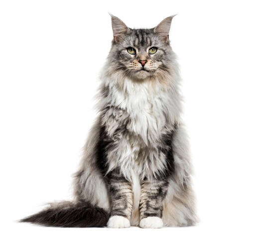 Maine Coon kat | Breeds