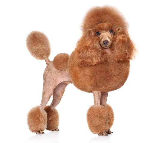 En toy puddel med en meget ekstravagant pels med pels med pølsesnit