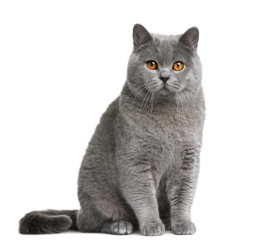 Hofte skandale Etablering Britisk korthår - Self kat | Cat Breeds