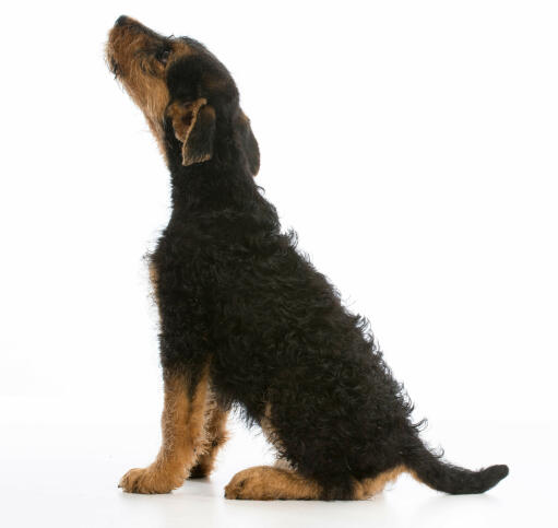 En airedale terrier-hvalp med en mørk, trådagtig pels