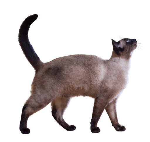En elegant siamesisk kat
