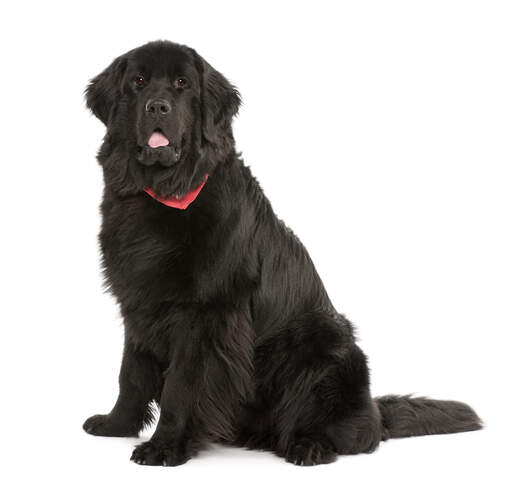 En stor, stærk voksen newfoundlandhund med en dejlig tyk, sort pels