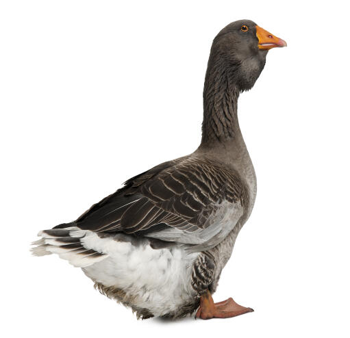 Toulouse Goose på en hvid baggrund