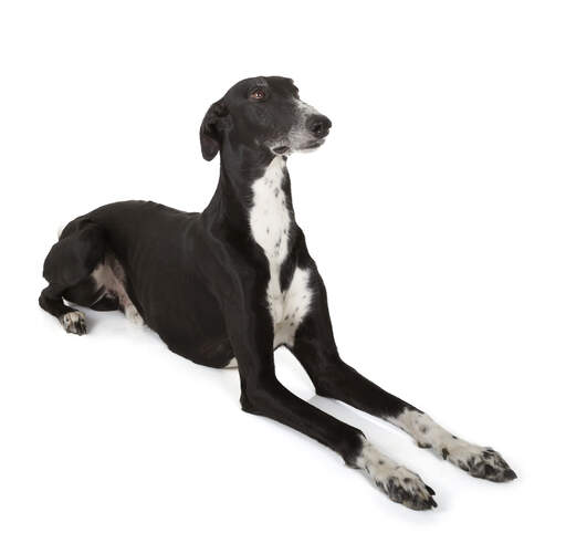 En ung voksen greyhound med en dejlig kort, sort og hvid pels