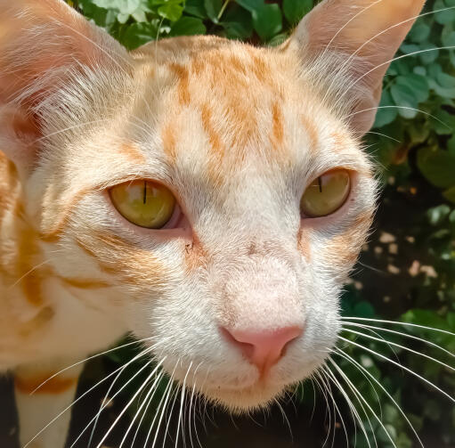 Nærbillede af ginger arabisk mau katte ansigt