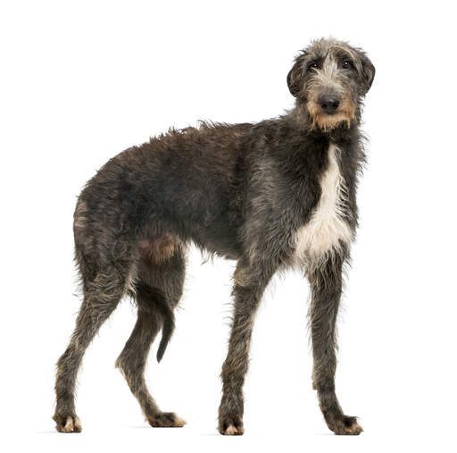 A GorGeoos, ung skotsk deerhound med en tyk, sund pels